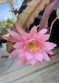 Ϊʲô˵�ټ�